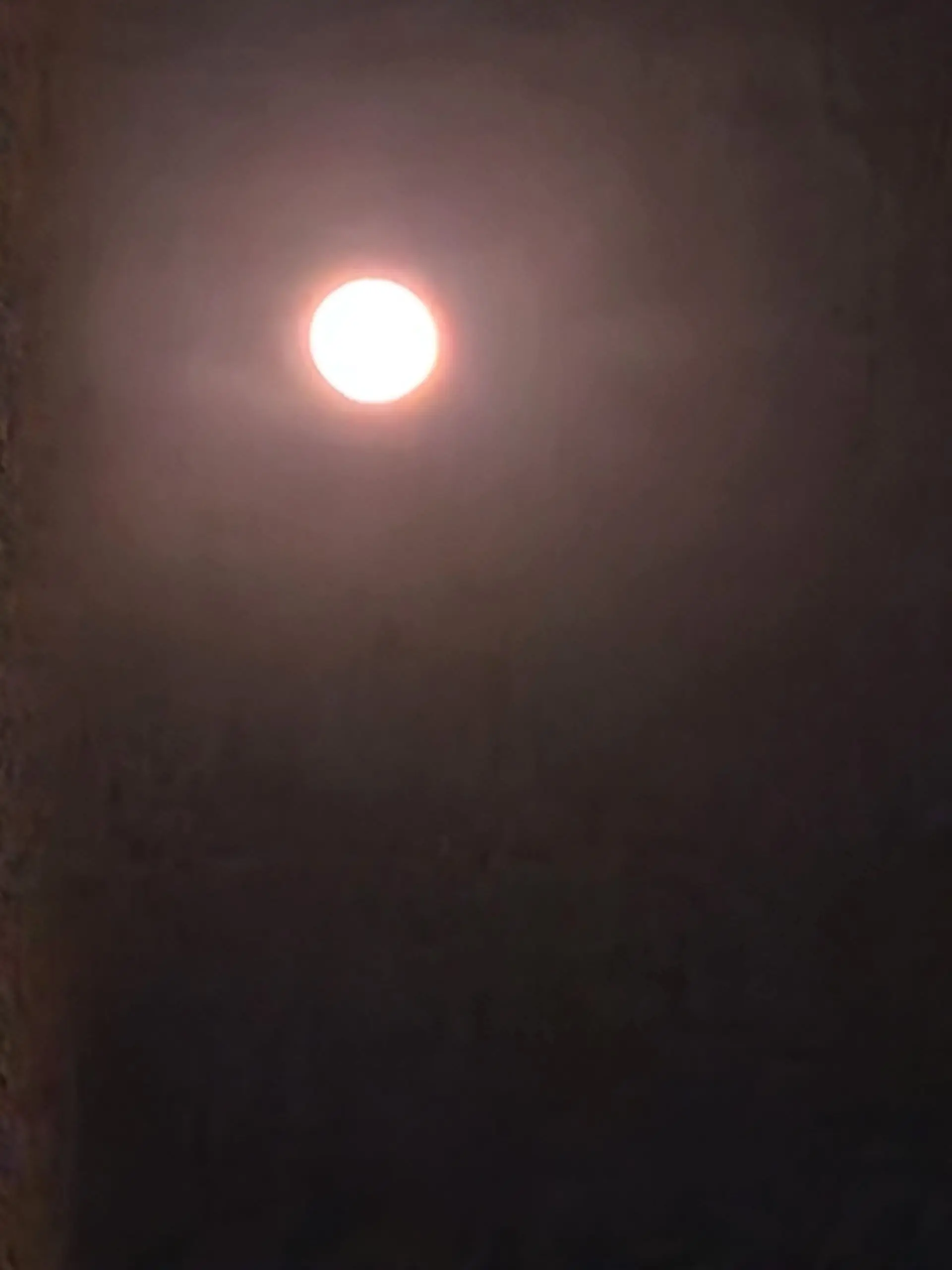 SavoryHyena8426의 팀나빠와 놀이동산! 하지만 여우+늑대