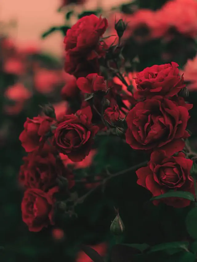 Rore_yanikasu의 あなたへ贈る花