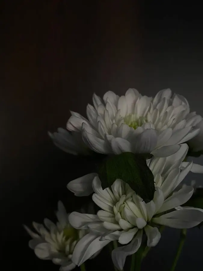 E.RT의 𑁍 어둠에 뿌리내린 식물들 𑁍