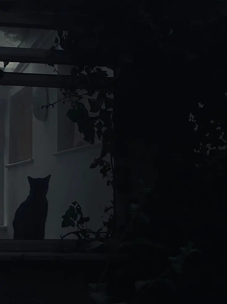 bright_.moon의 마녀×뜰팁×로판×여우×빙의