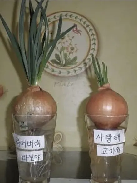 Rjsjtskydlydktstk의 칭찬양파 비난양파