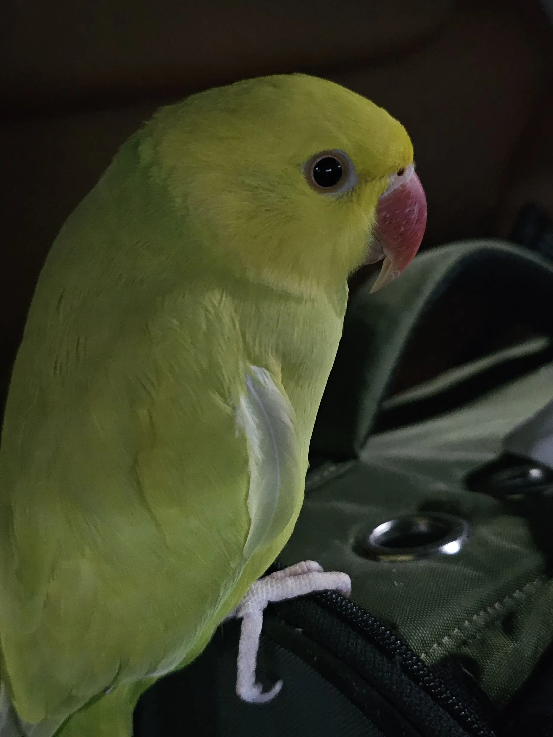 Lemon_an_parrot의 공지사항