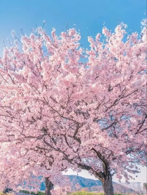 ommi_2223의 캐럿 모임