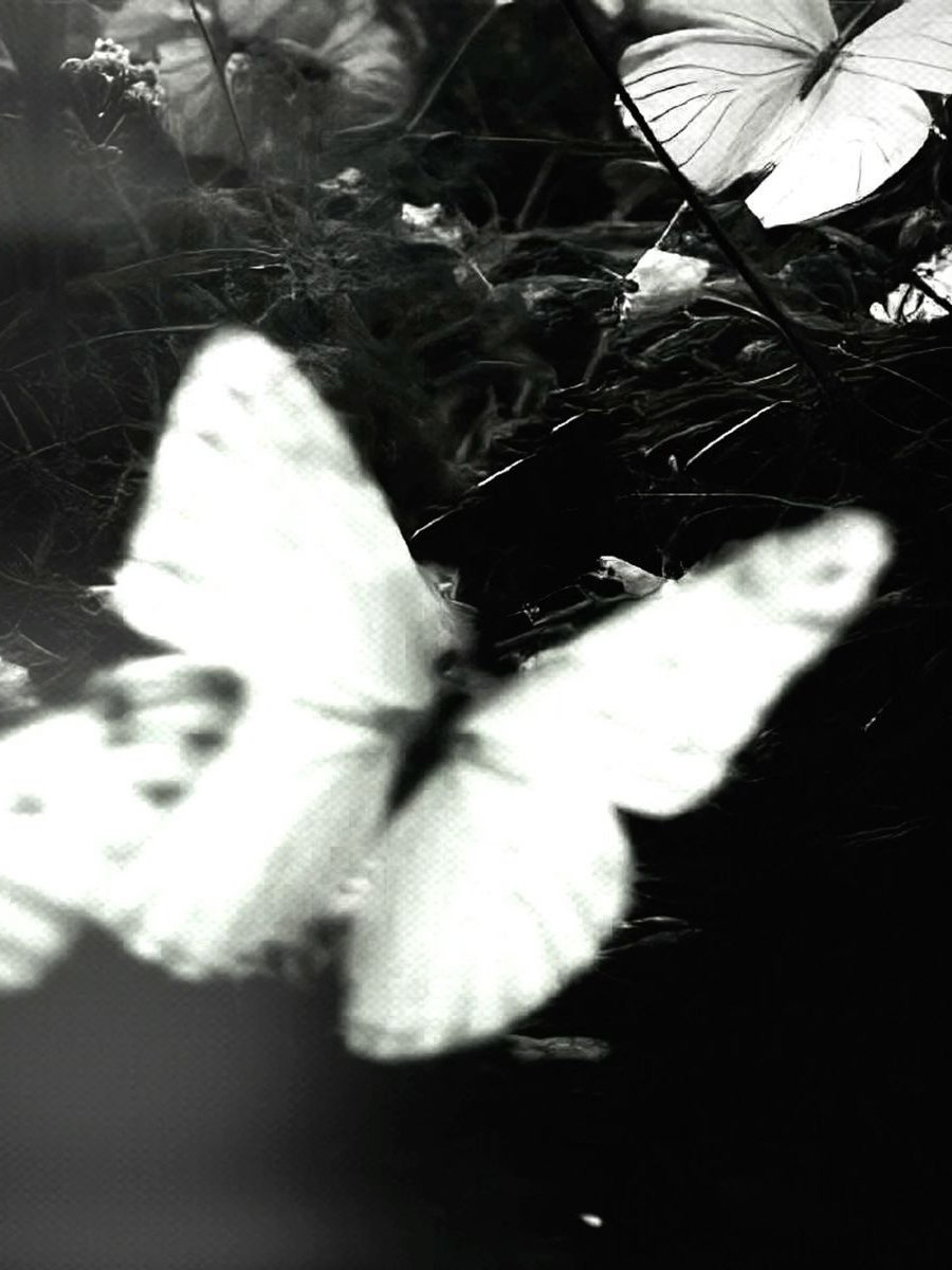 The wounded angel 대표 이미지