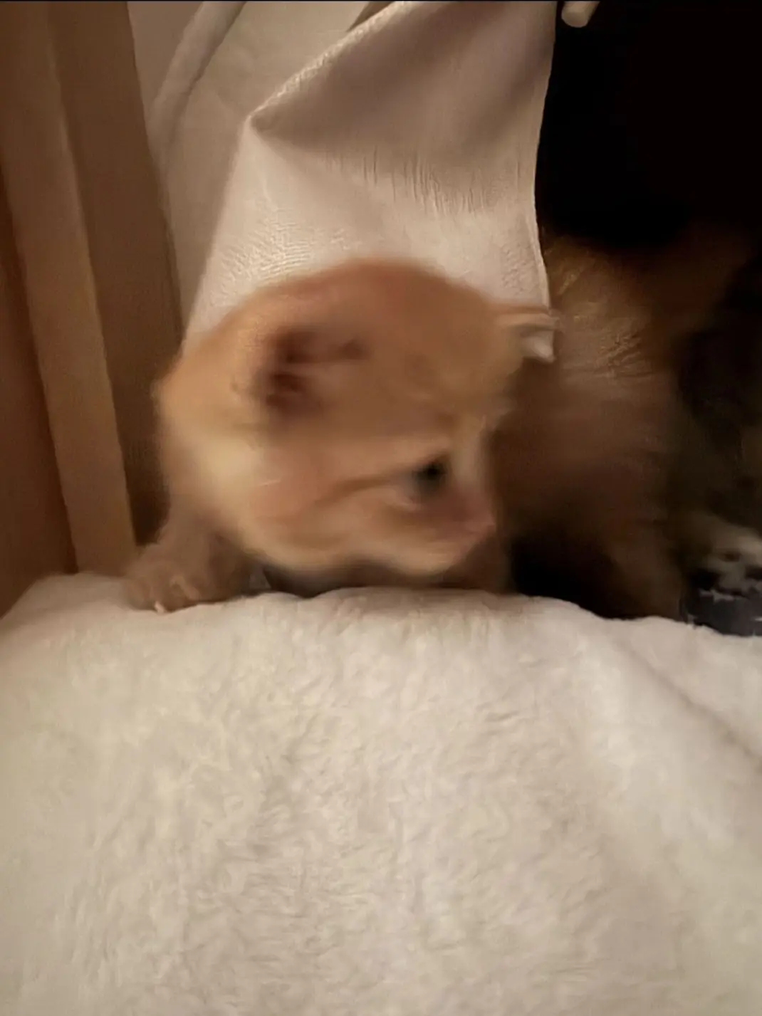 RipeAxe7731의 고양이 카페