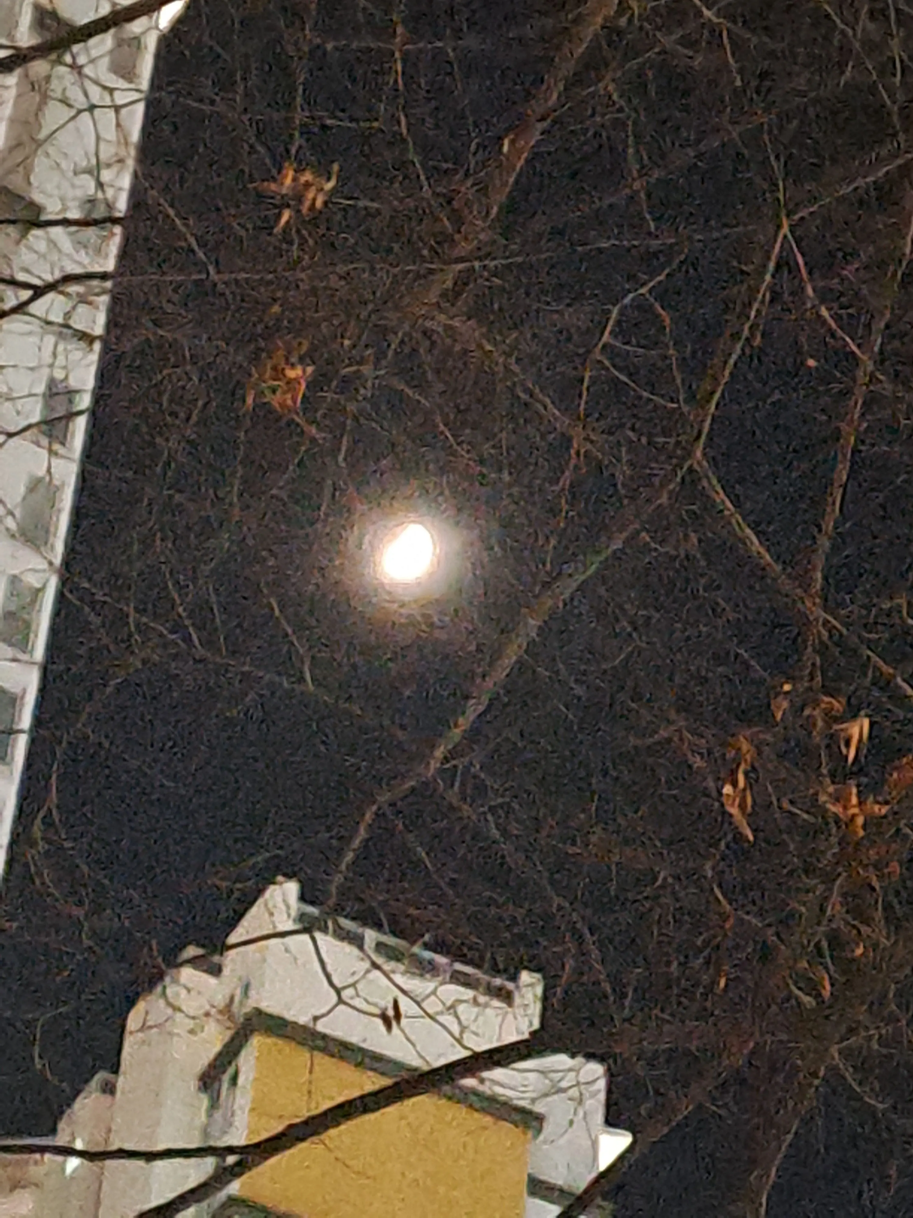 seo45817의 변칙성숲에떨어진주들?기억까지잃었다!