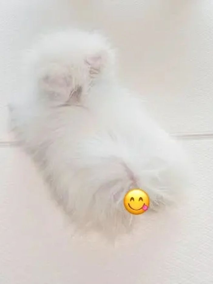 임신한 강아지수인 김민정 (쩡이시점) 대표 이미지