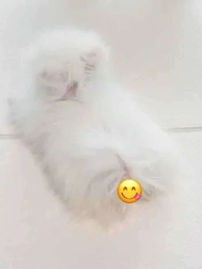 1ove_min의 임신한 강아지수인 김민정 (쩡이시점)