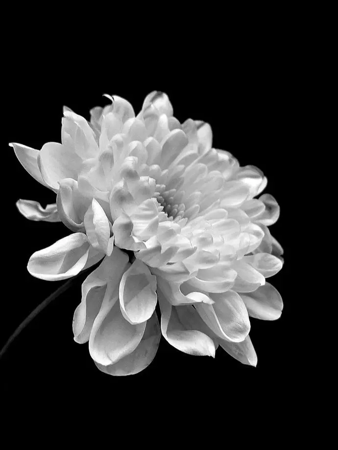 Black_Robelia_075의 望んだものじゃなくとも、