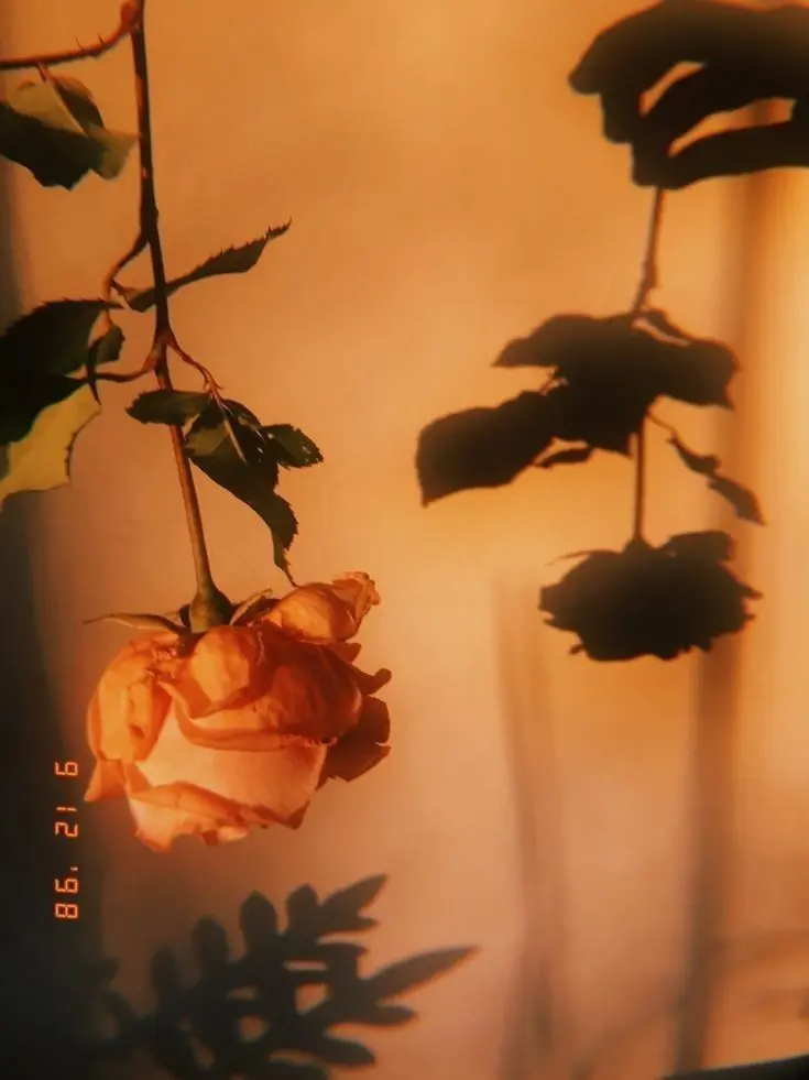 dpxnp의 여주 옆에 황후