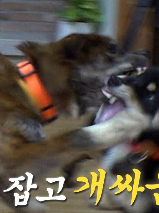 개싸움 대표 이미지