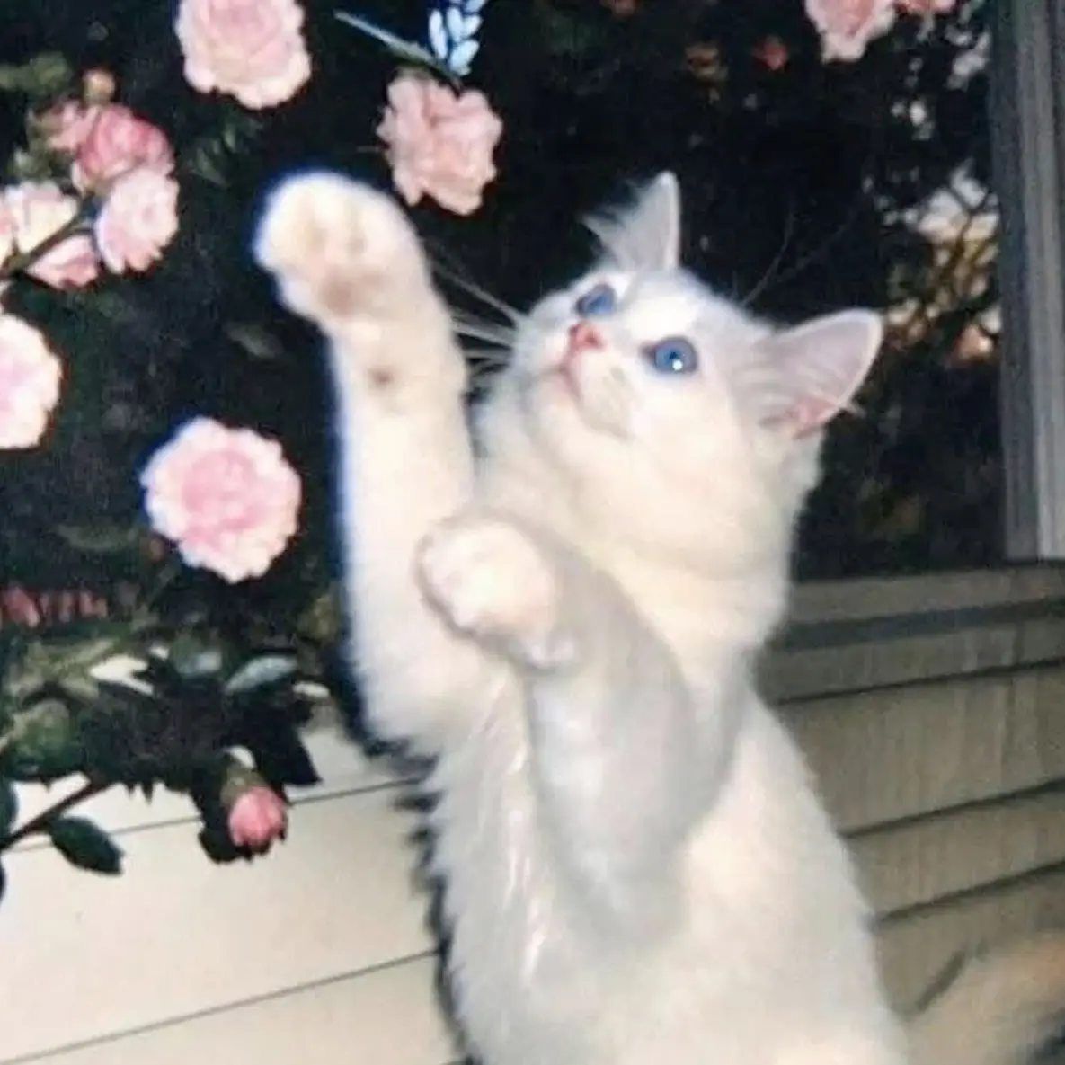 LoyalDiary5975의 차은우