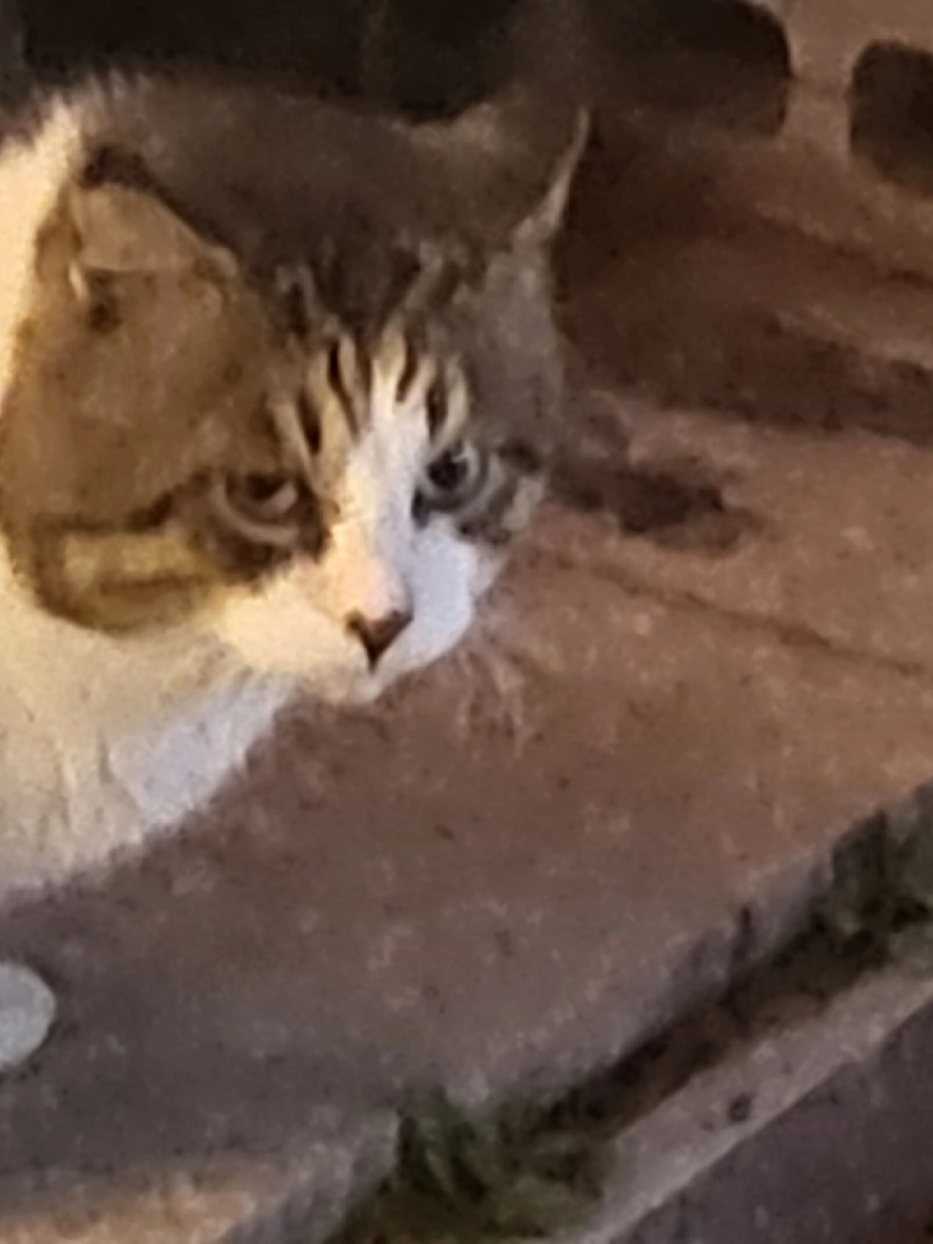 Mosquito_mosquito_mosquito의 장산범