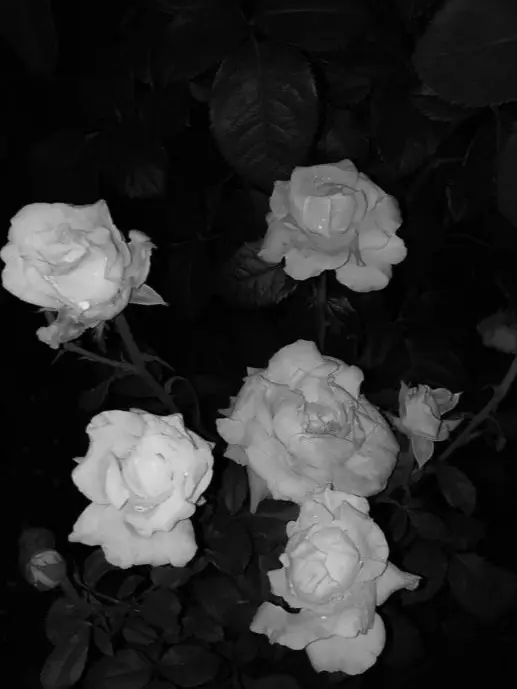 knt_hbr_zeffiro의 バニーガールズバーに潜入!