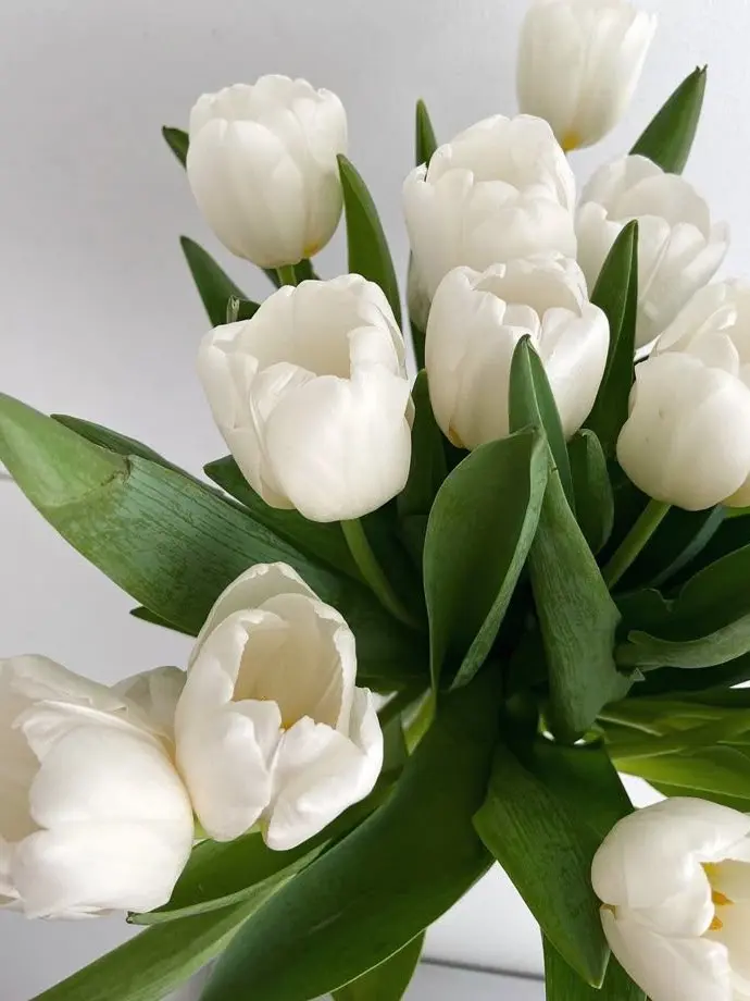 dpxnp의 인형과 동기화 된 나