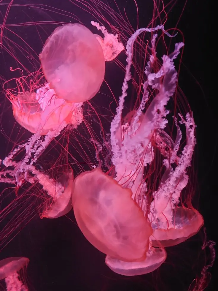 pancake0313의 貴方 が  欲しい  のよ  .