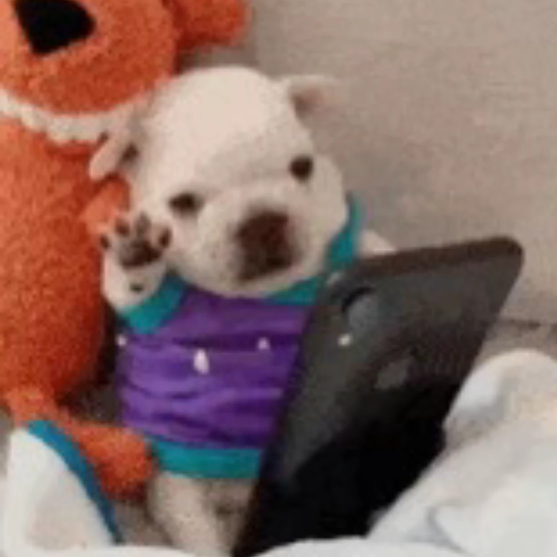 놀려요