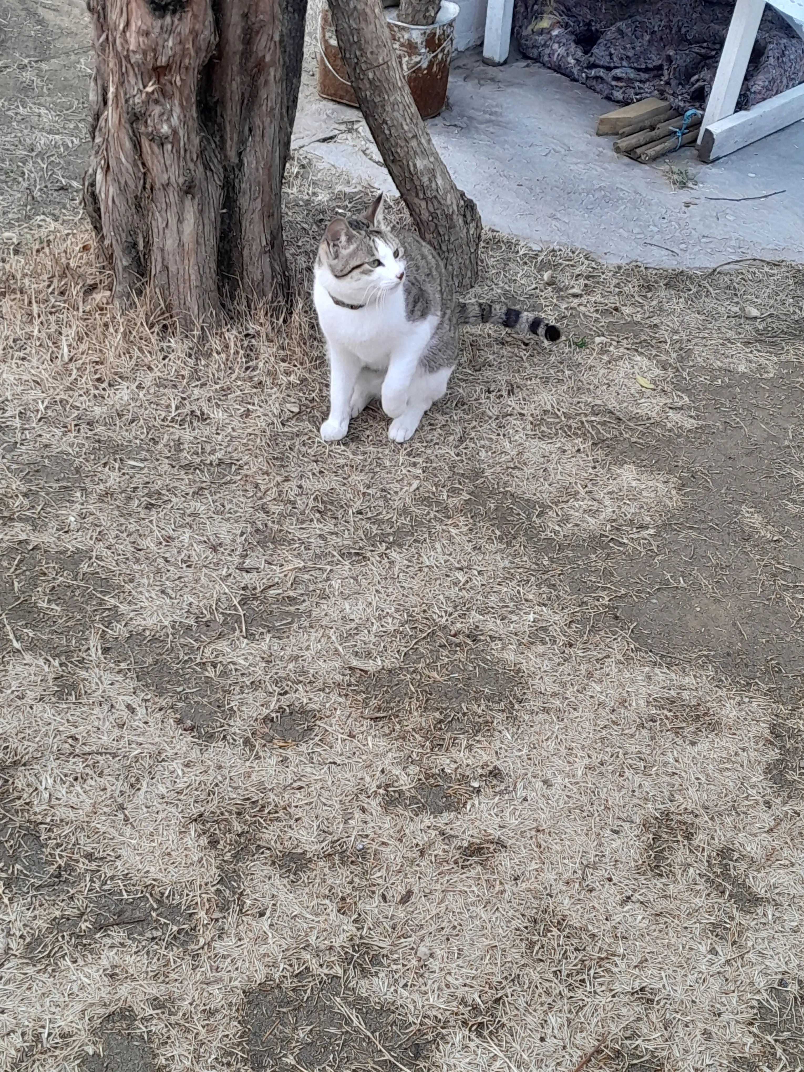 ERAI0001의 프리파라