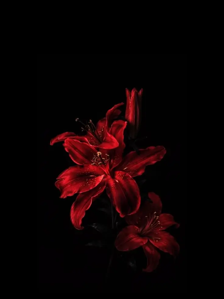 Paradise_is_great.의 플팝