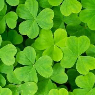 Juicumatsu_lovely의 🍀
