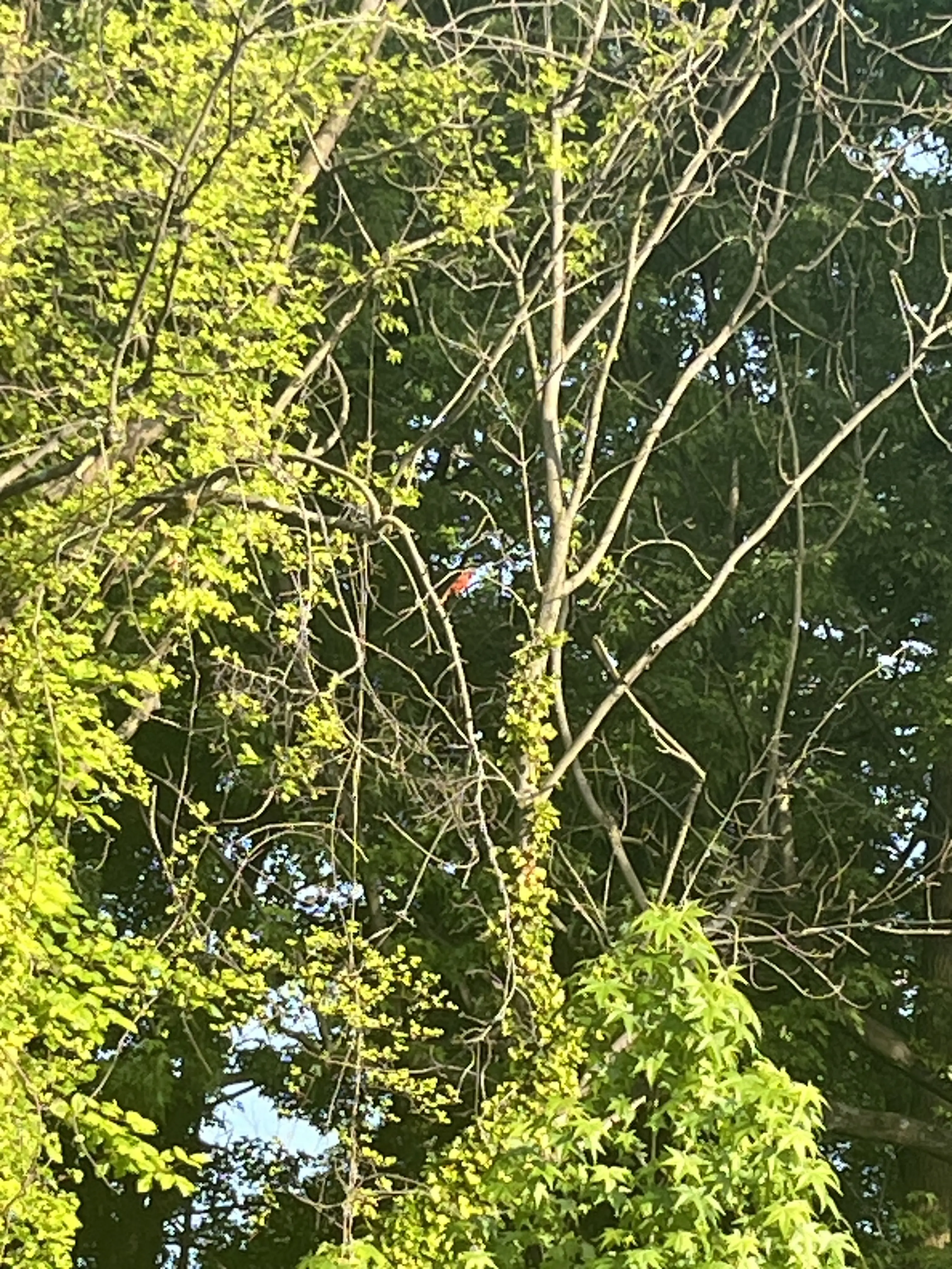 FluidCap9259의 Pokemon Apocalyptic