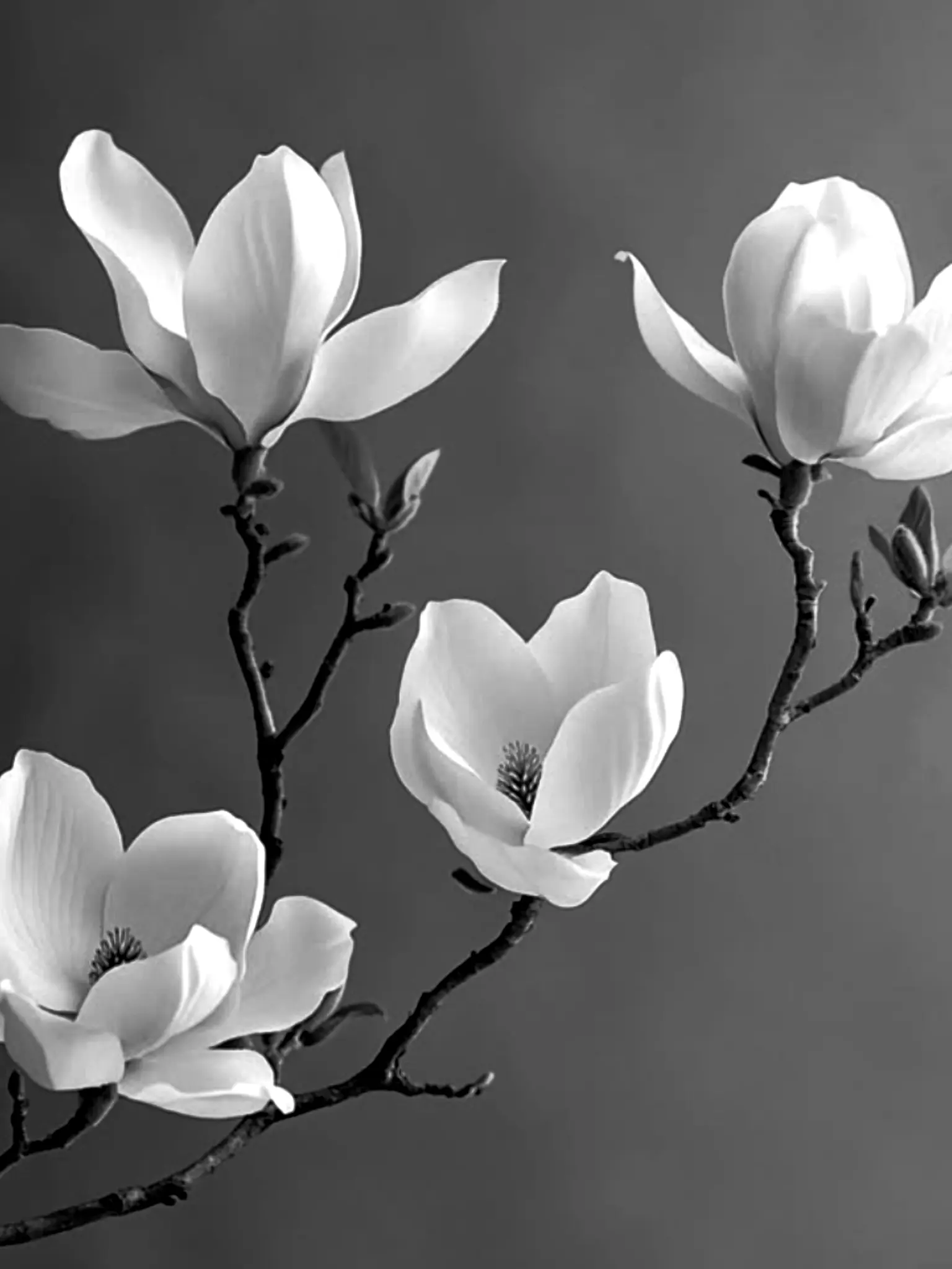 Ruel_SainT의 류