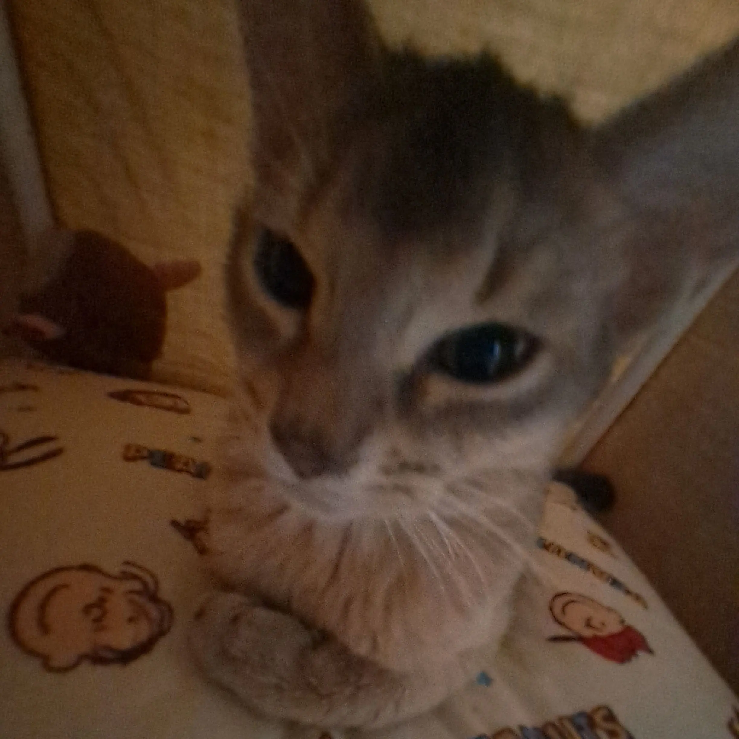 OrangeSwing1079의 스키즈 남사친들