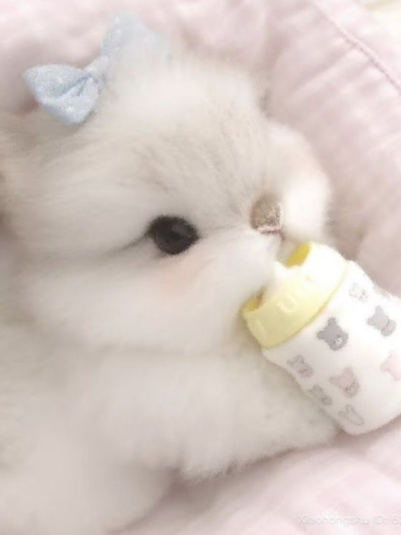 토끼 자매! 대표 이미지