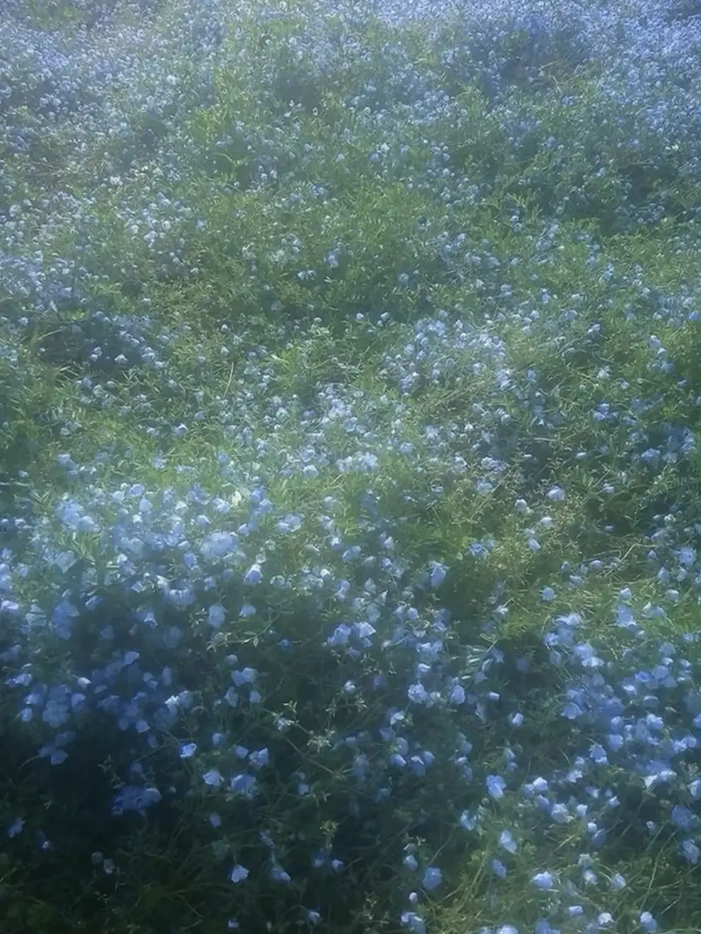 respear의 𝓣𝓱𝓮 𝓦𝓲𝔃𝓪𝓻𝓭