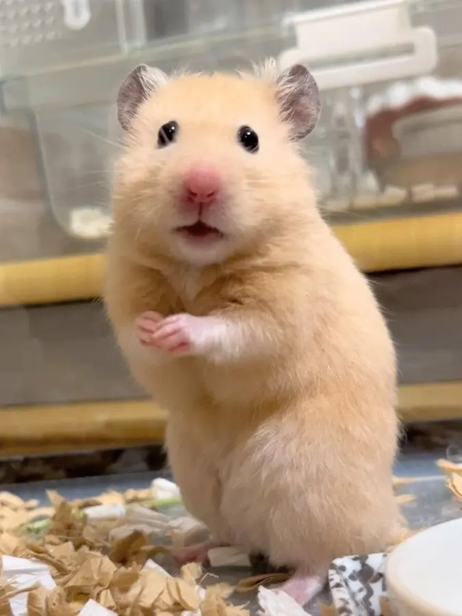 my_delusion의 다자이의 여친은 햄스터 수인!