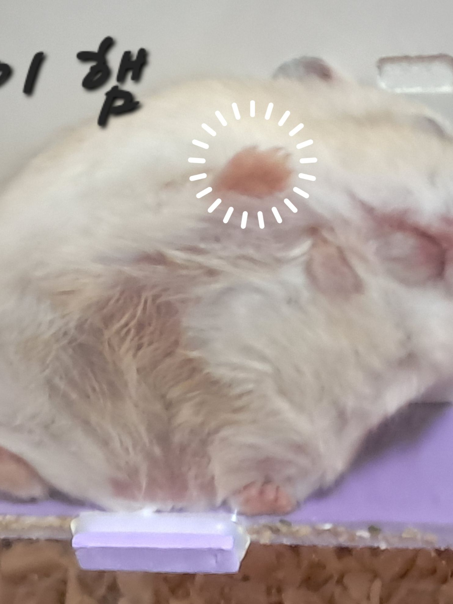 최강자들의 동생이 되보자. 후속작 대표 이미지
