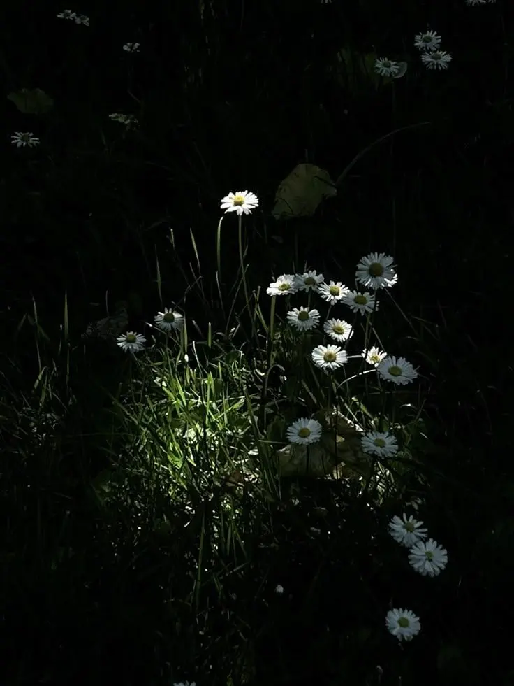 OOO_OOO_O의 狼と兎