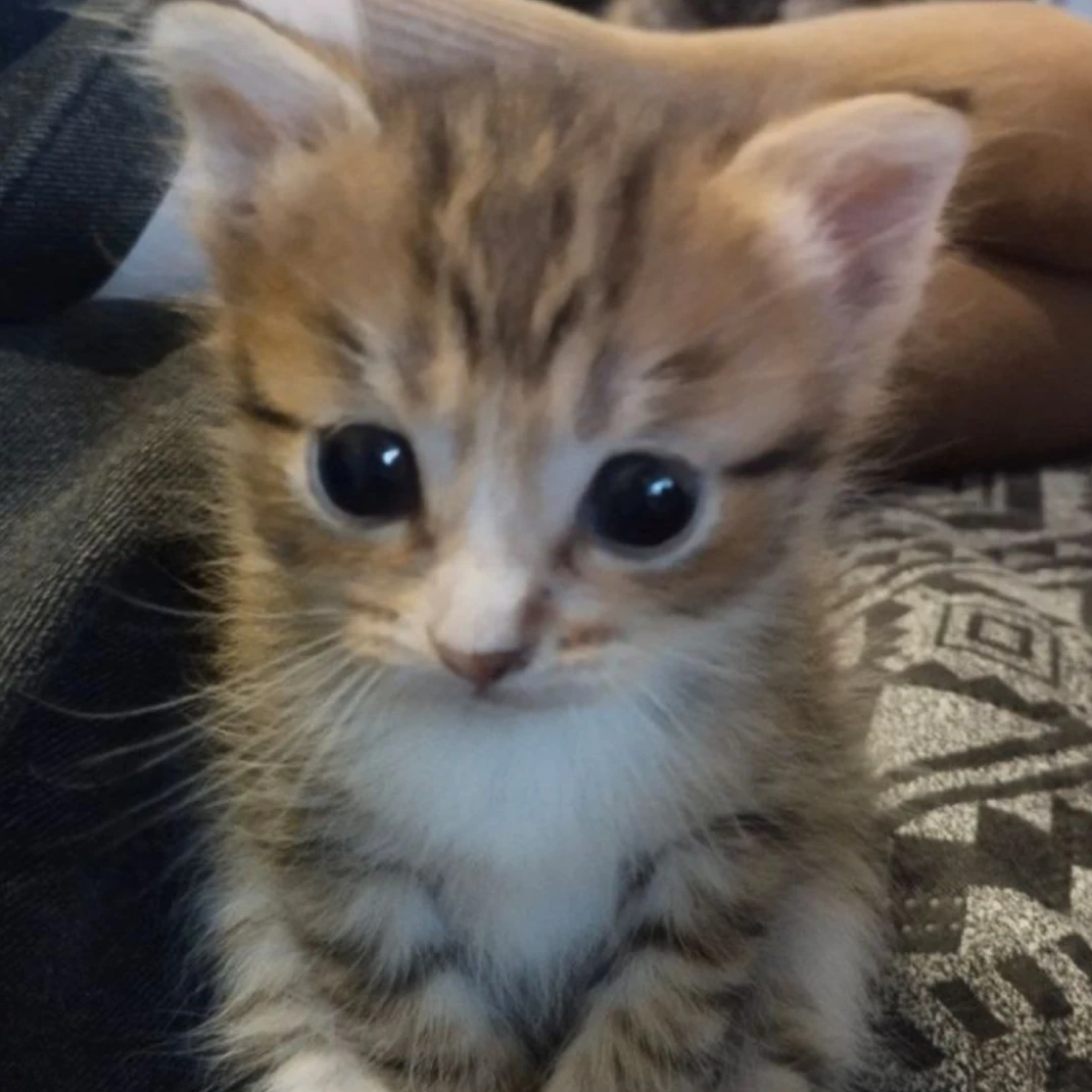 ㅎㅌㅅ