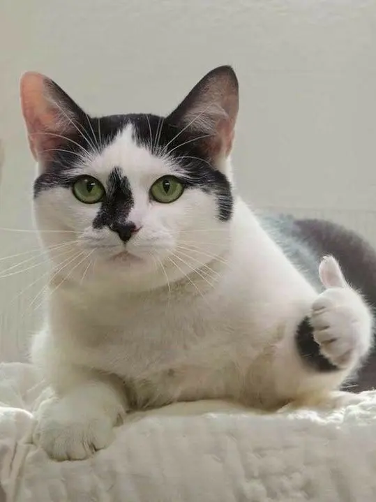 FatalLemur4990의 고냐니
