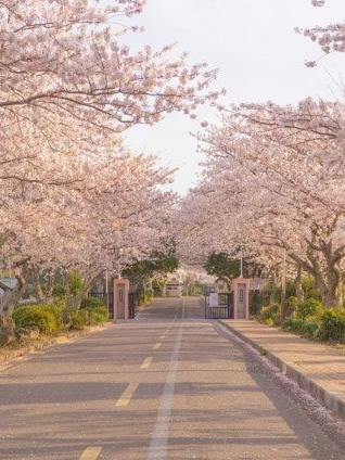 "핑크빛,봄이였다" 대표 이미지