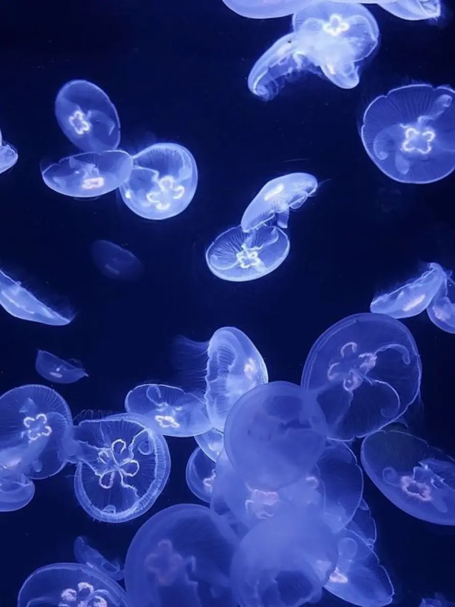 GrossFlood0503의 당신의 상냥한…