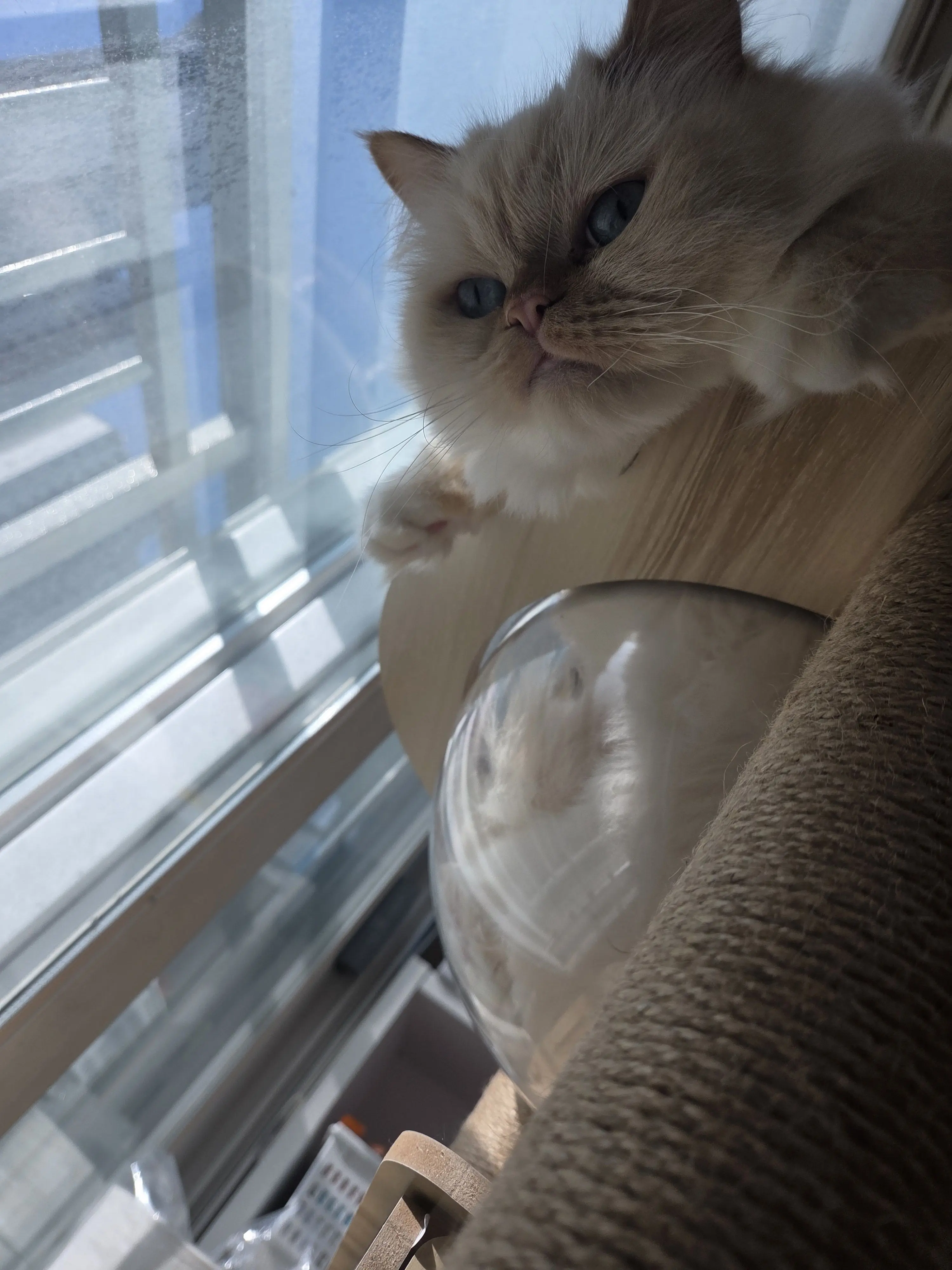 ChubbyCrane2960의 초세여+미수반