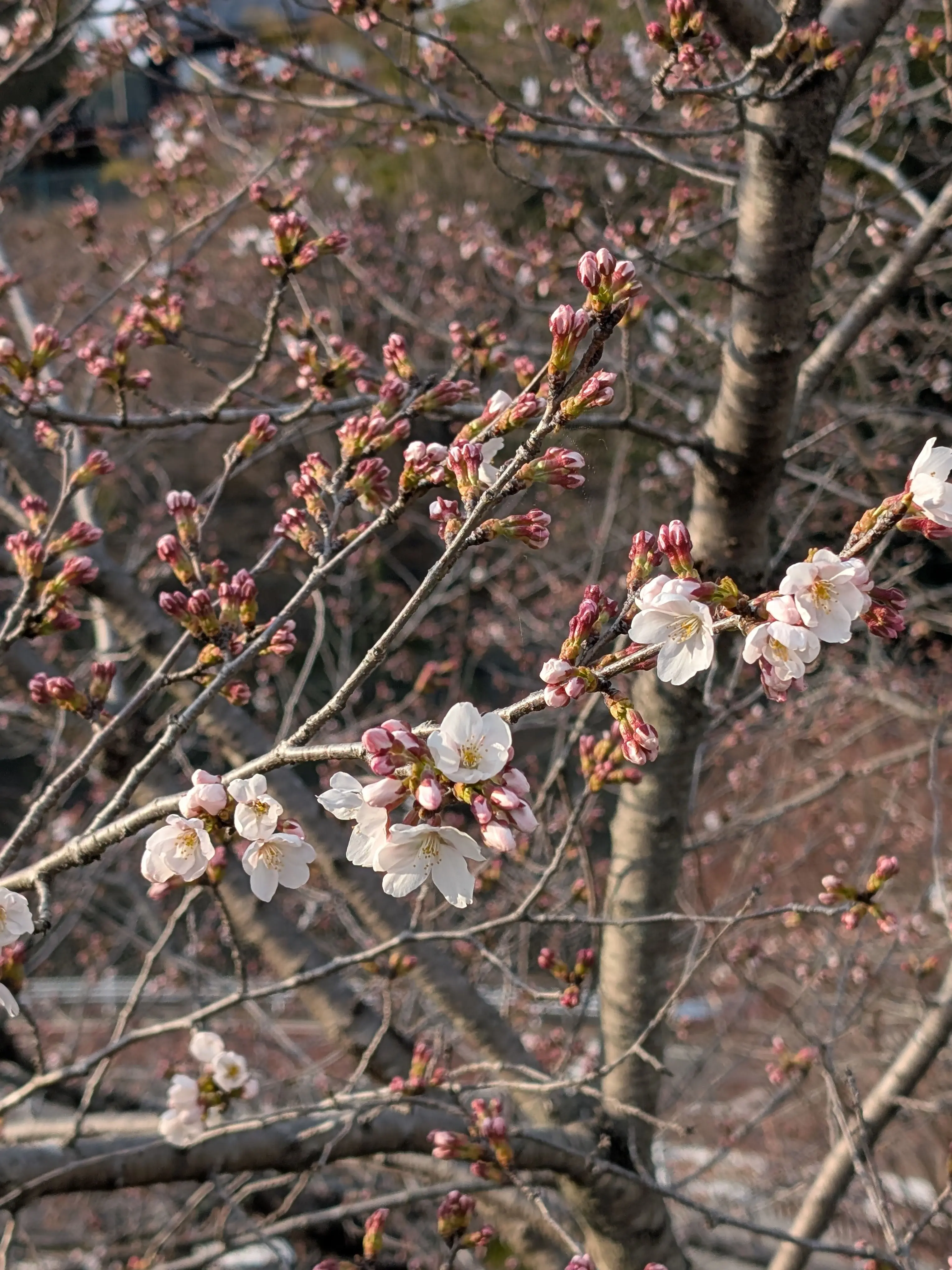 Gmtampmgmtw의 なんかちっこいやつら拾った。