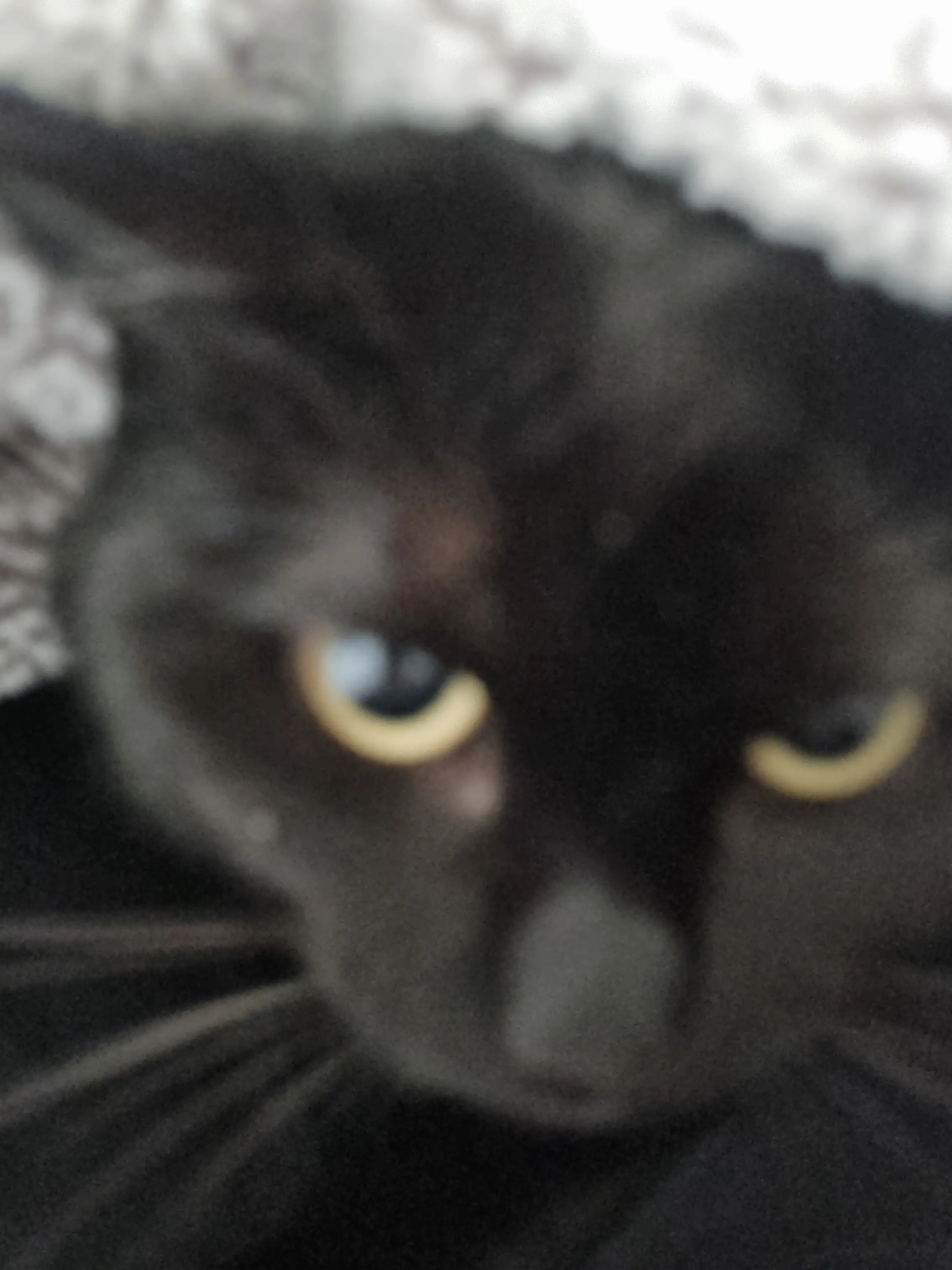 SuppleChili0386의 픽셀고등학교💙