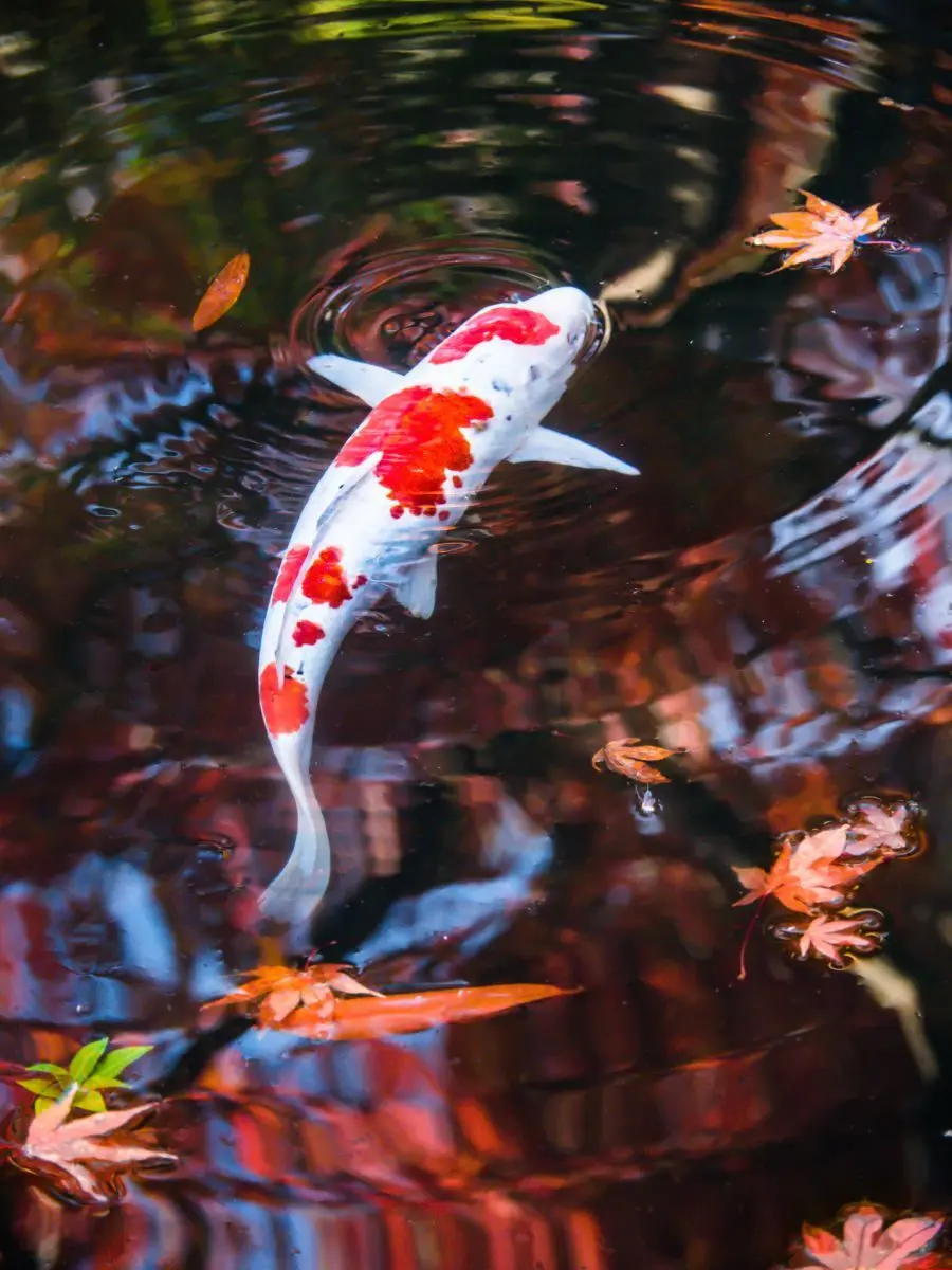 RapierTiger7517의 スナックイマクニ