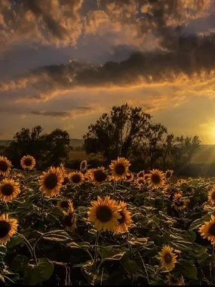 BlackBelt1464의 니노 선데이