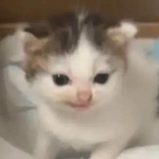 NearPet2494의 그냥 애들이랑 노세요🥵