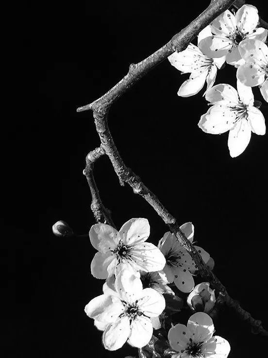 ONFYWZ의 난, 난, 난, 독일어 할 줄 몰라.