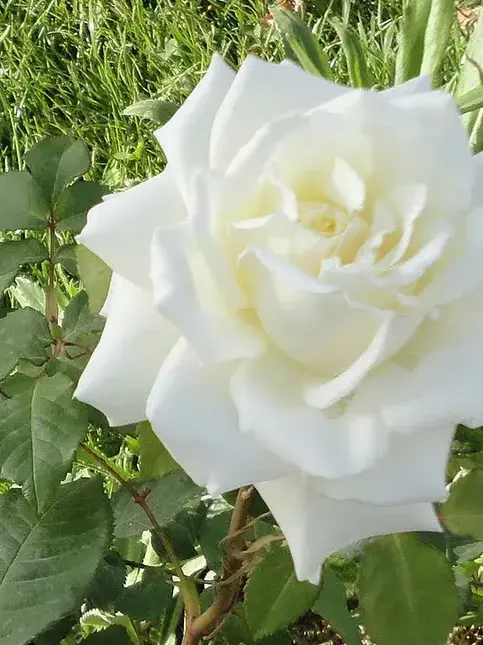 VagueLlama5378의 제임스 마운트배튼 윈저