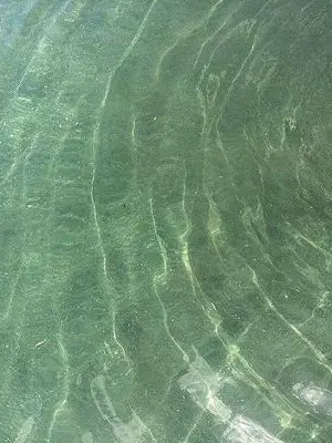 UyuchamchiDAISUKI의 남동생 우유참치