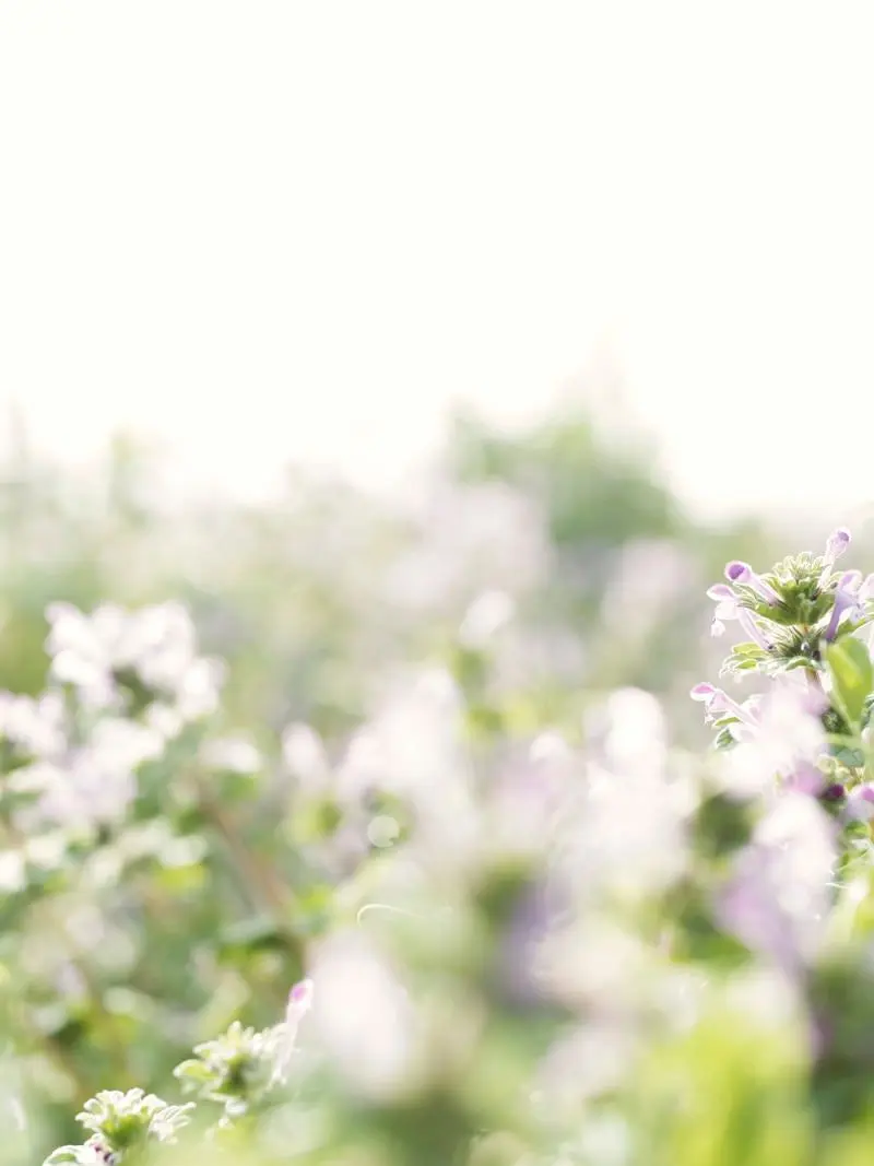 MightyBand5740의 動物パロ