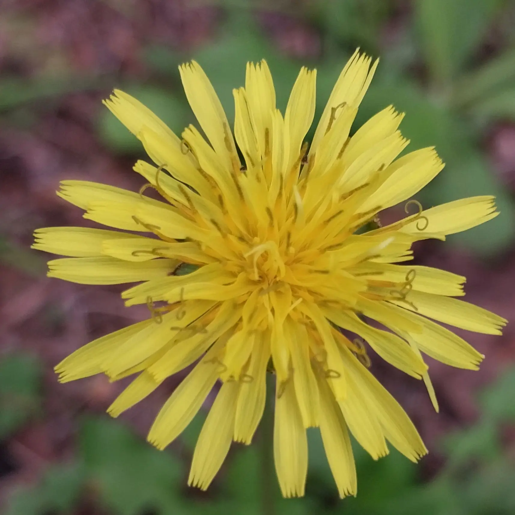 MatureTime5455의 한노아