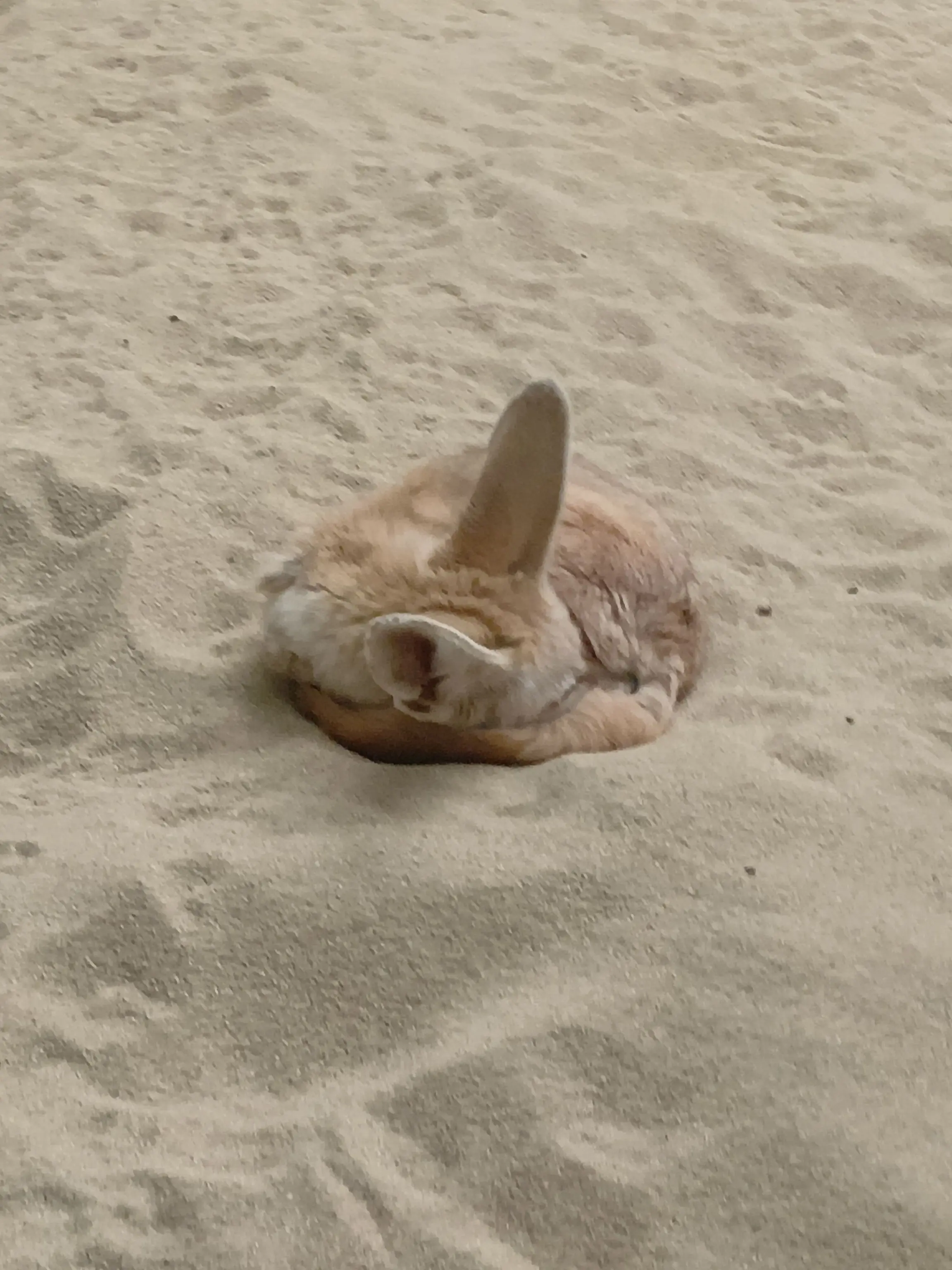 StupidMop6420의 どこかの世界のお話