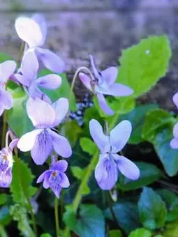 SimpleEider3564의 リクエスト箱