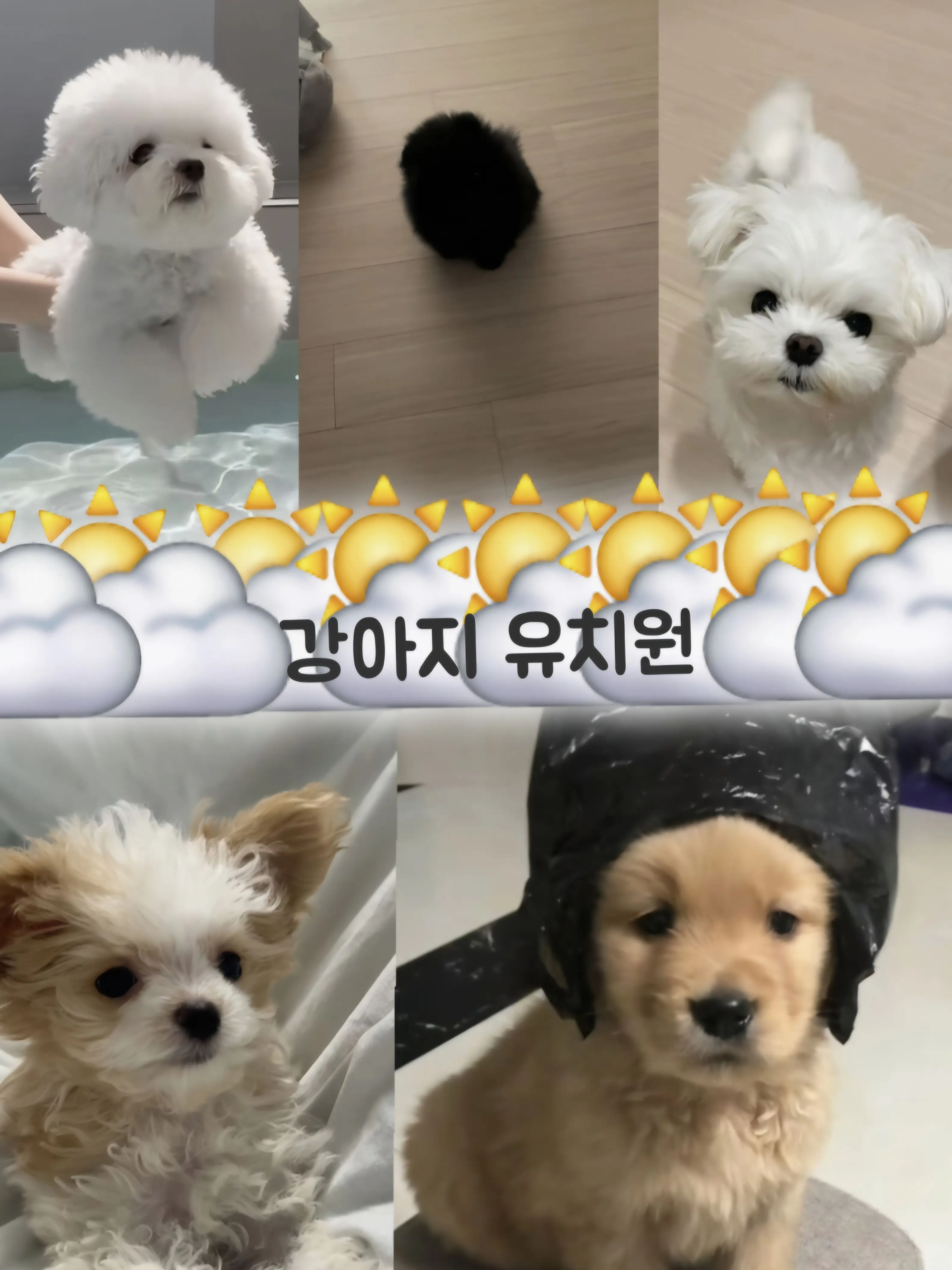 DullRobot0268의 강아지 유치원